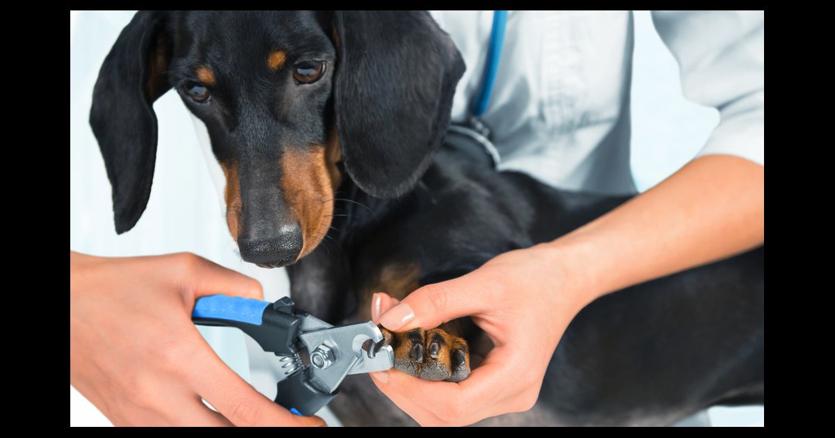 Como posso cortar as unhas do meu cachorro?