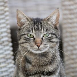 Gatos com olhos dilatados
