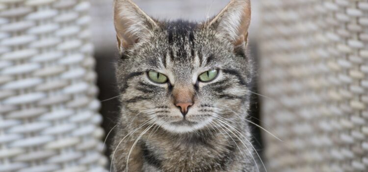 Gatos com olhos dilatados