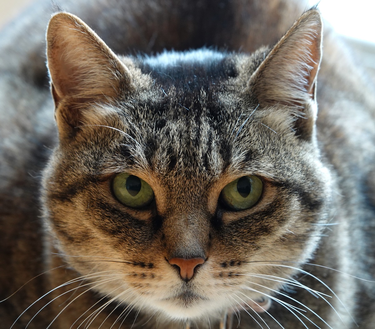 Gato com pupila dilatada Gato com pupila dilatada