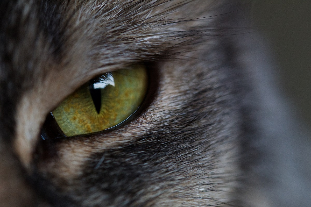 Olho de gato Olho de gato